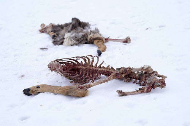 Deer Carcass